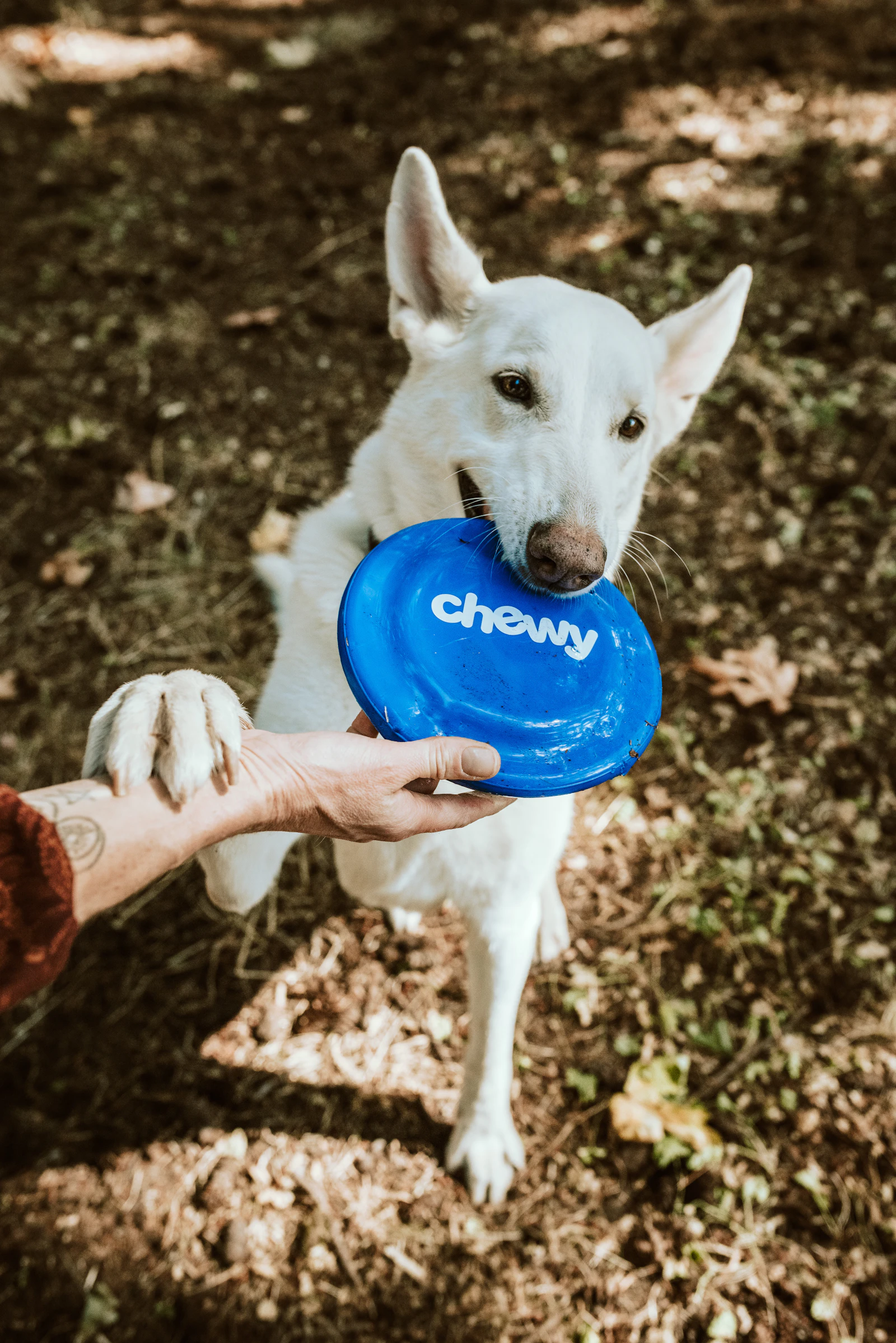 Caregiver sharing a calm moment with a dog