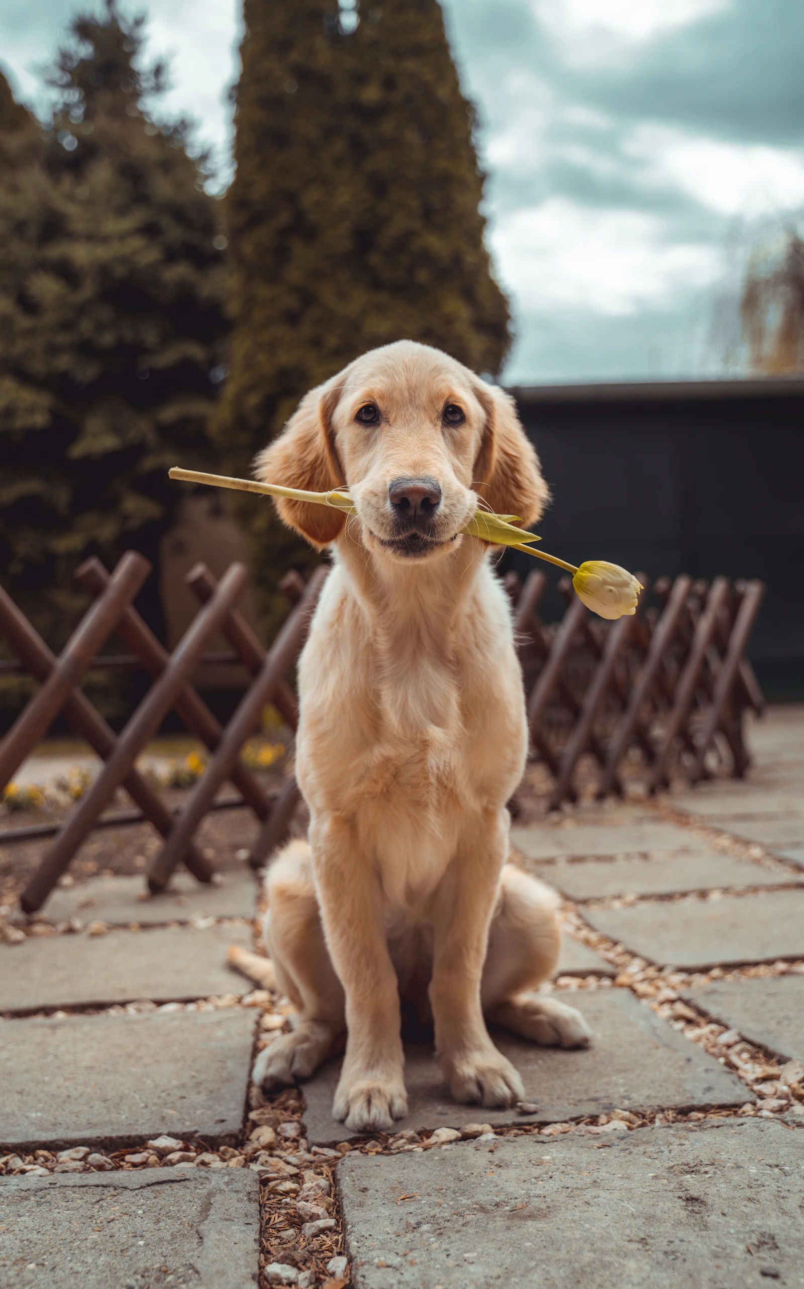 A relaxed golden retriever sitting attentively with a flower