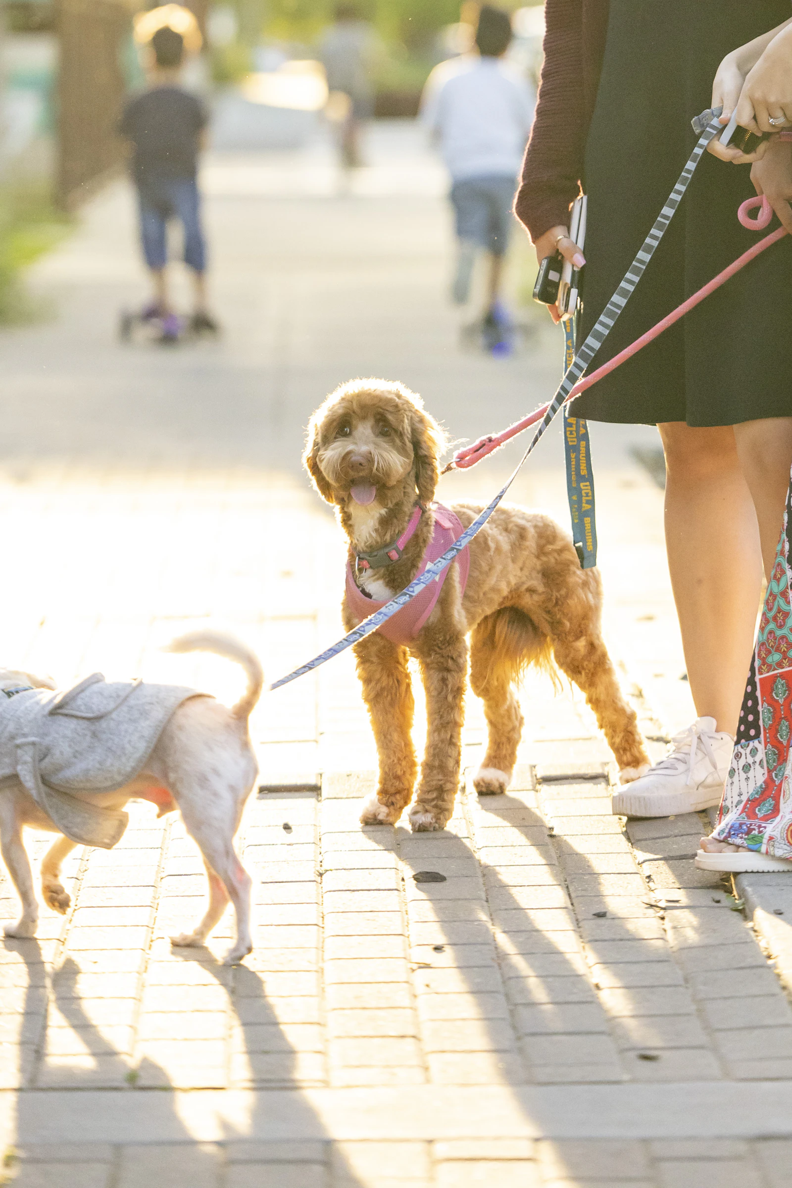 Professional dog walker guiding dogs on a sunny path